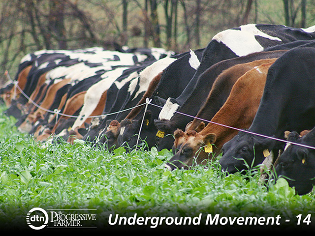 The soil-boosting diversity of cover-crop mixes can be alluring, but they can further complicate grazing opportunities. (DTN/Progressive Farmer photo by Mark Parker)